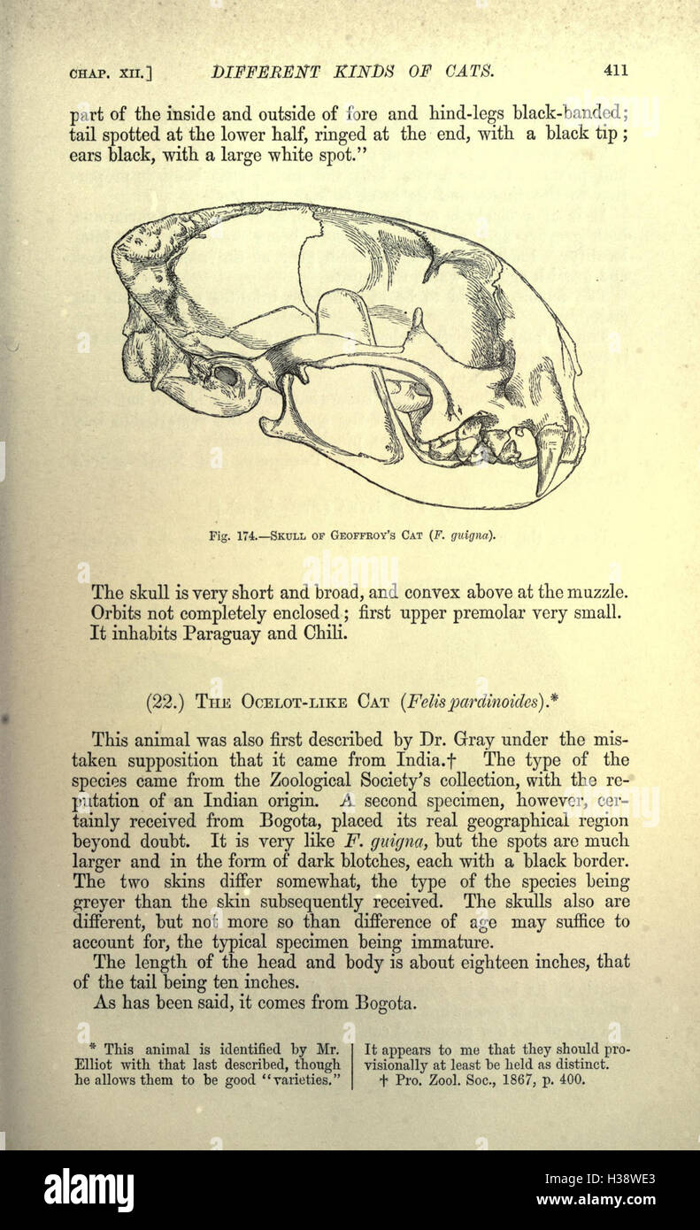 This page explores the domestic cat, covering its physical ...