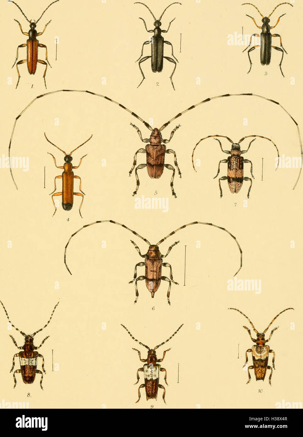 This work provides a detailed description of the beetle species native ...
