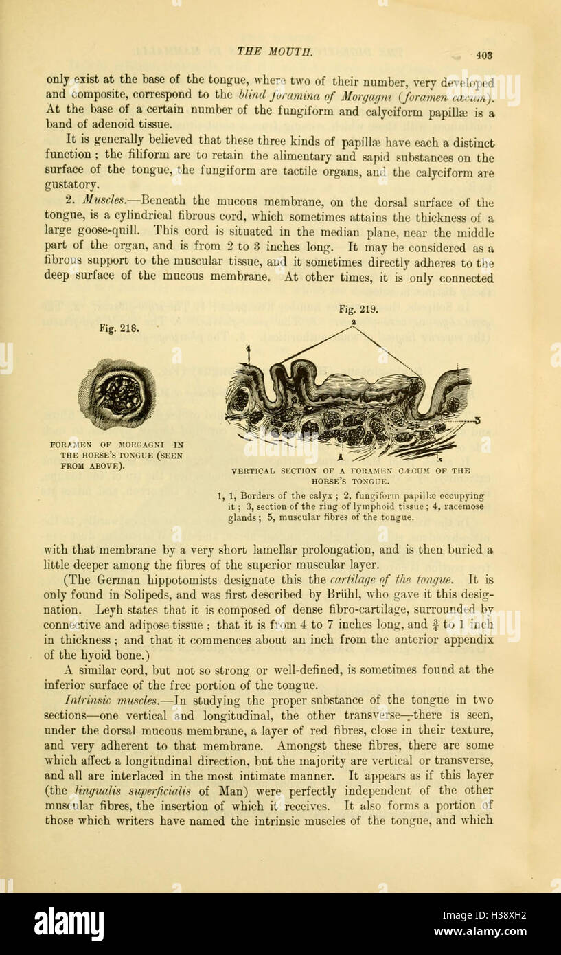 This section of the work on the comparative anatomy of domesticated ...