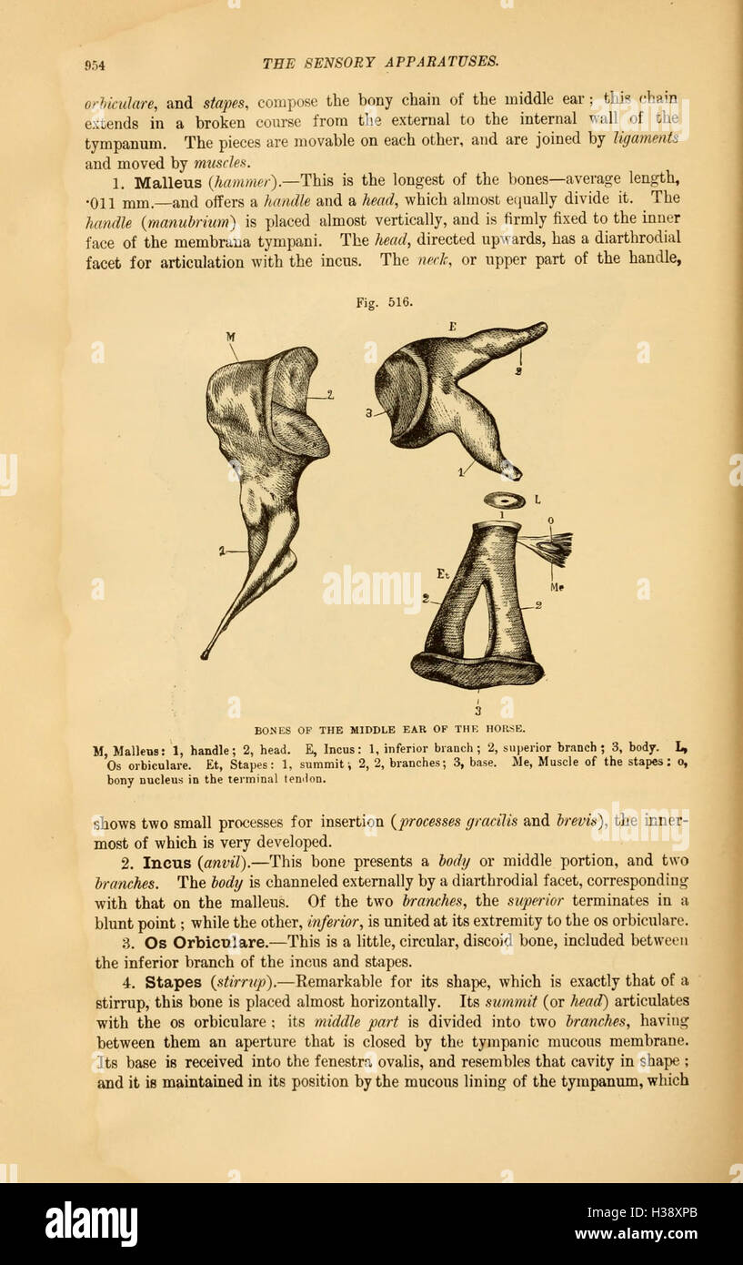 This work examines the comparative anatomy of domesticated animals ...