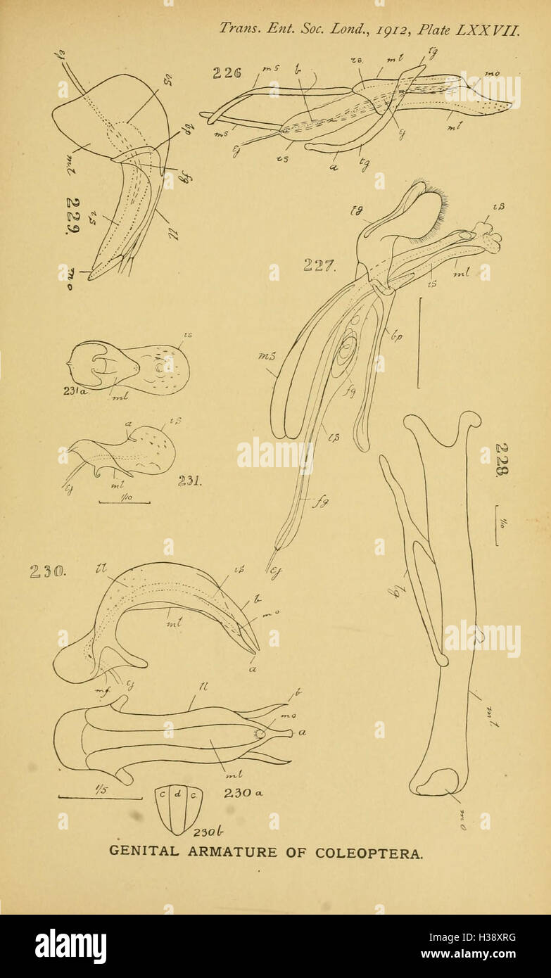 This study compares the male genital structures of Coleoptera species ...