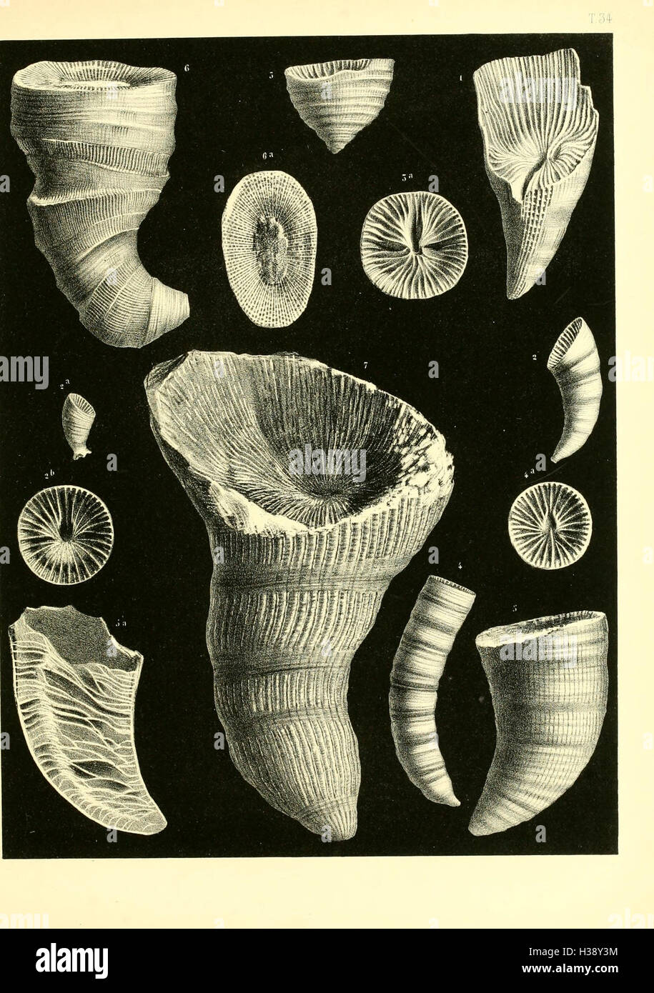 Fossil Depth This monograph provides an in-depth study of British fossil corals ...
