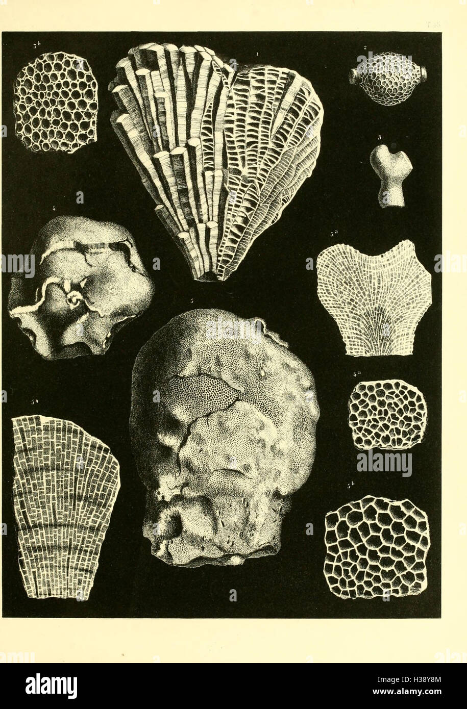 Fossil Depth This monograph details the study of British fossil corals, providing in ...