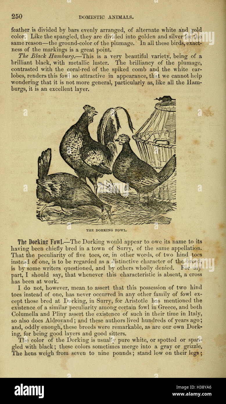 A detailed study of domestic animals, their care, breeding, and roles ...