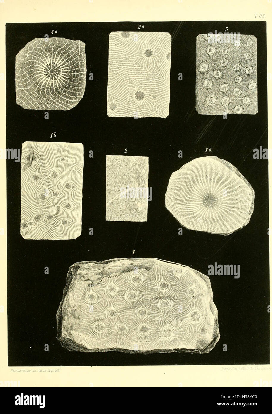 Classification within paleontology hi-res stock photography and images ...