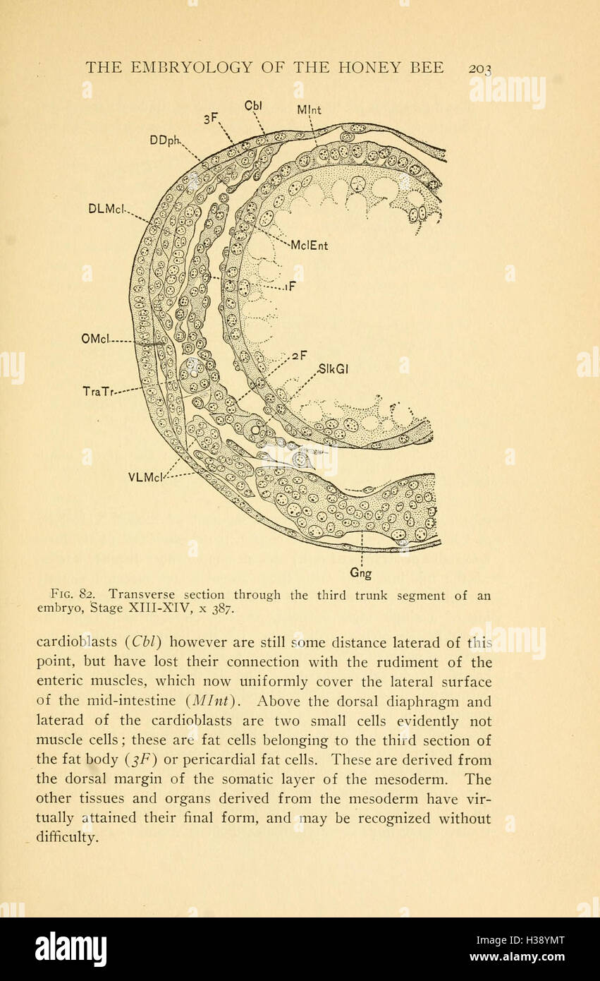 'The Embryology of the Honey Bee' explores the developmental stages of ...