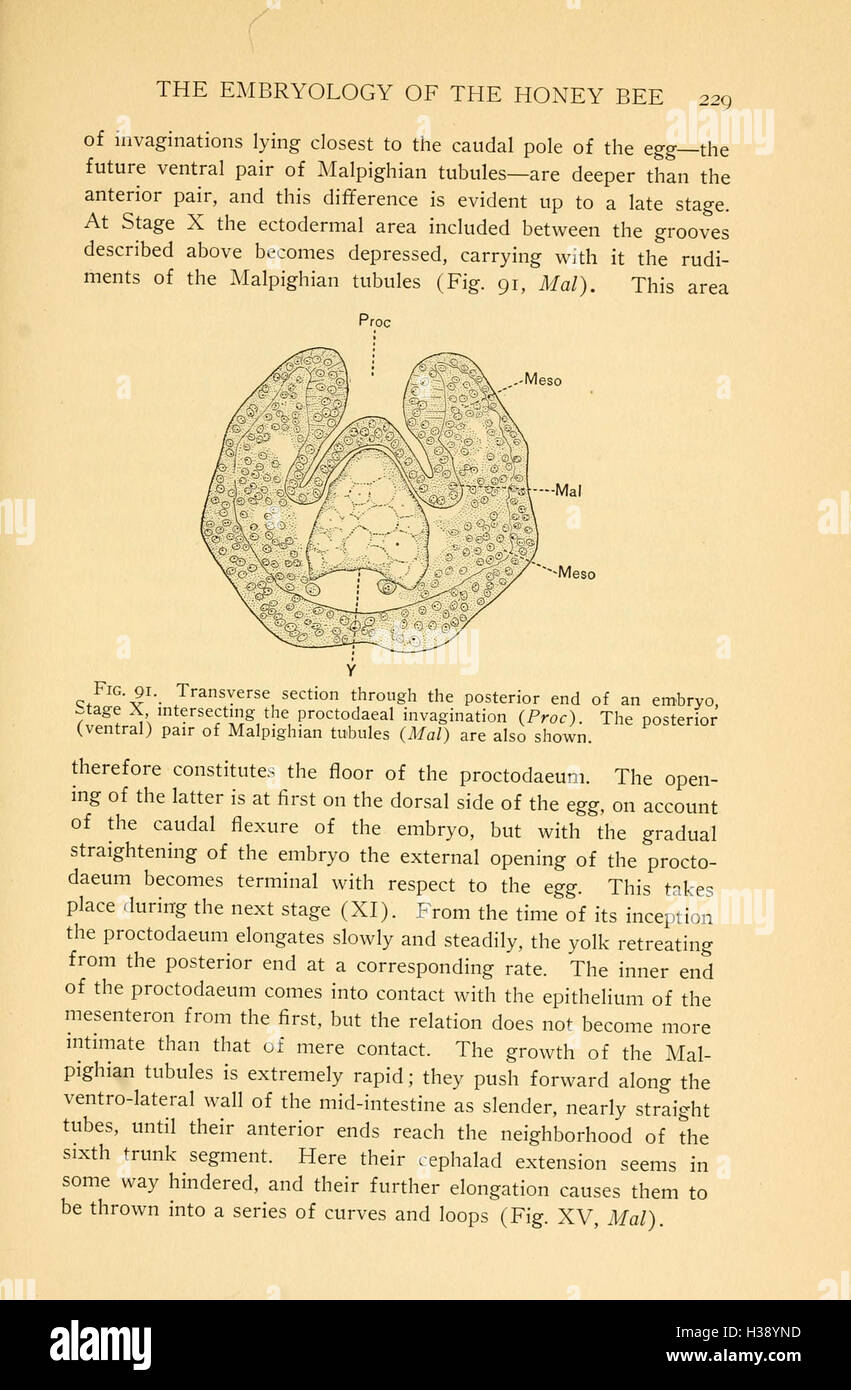 This work explores the embryology of the honey bee, providing insights ...