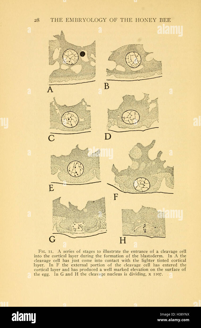 This study focuses on the embryological development of honey bees ...