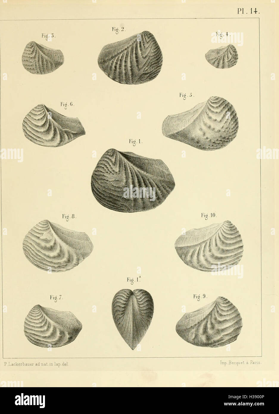 Fossil Depth In depth study fossilized hi-res stock photography and images - Alamy