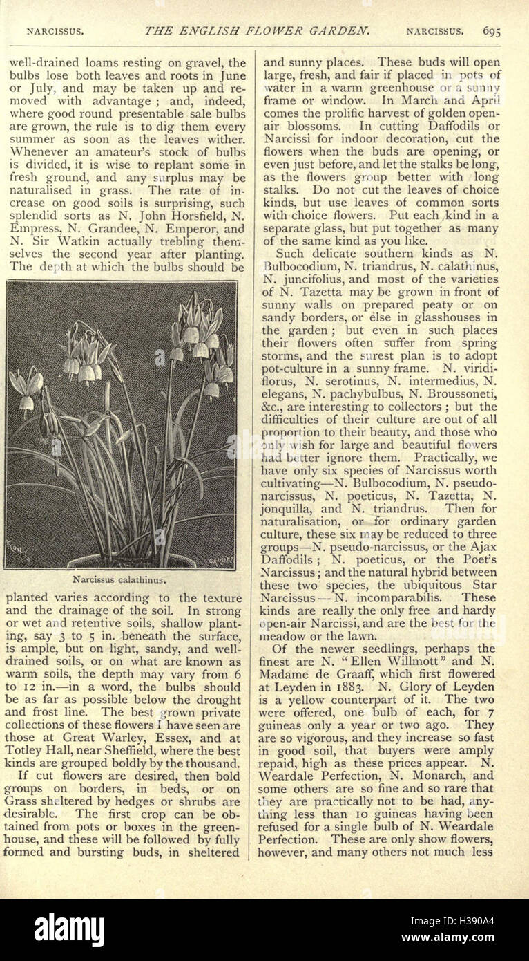 The English flower garden and home grounds (Page 695) BHL202 Stock Photo