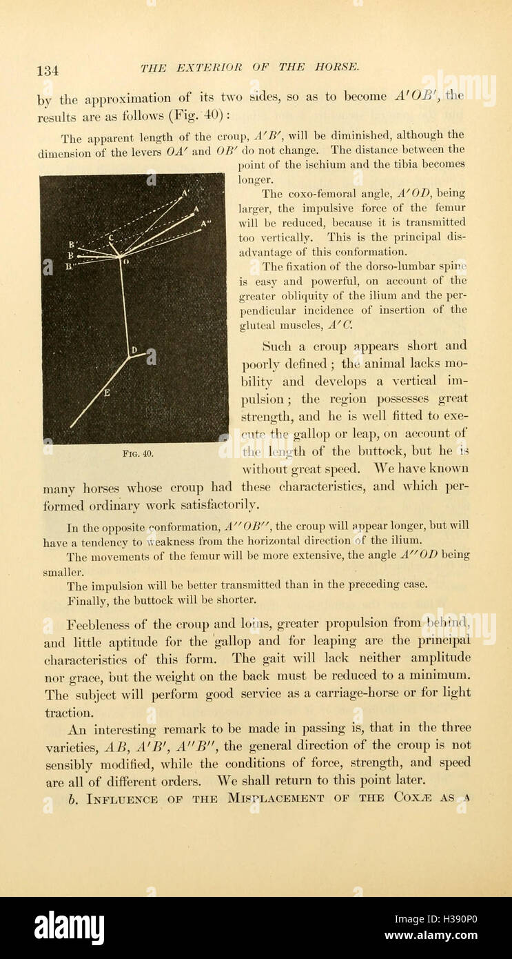 This work focuses on the external anatomy of the horse, including its ...