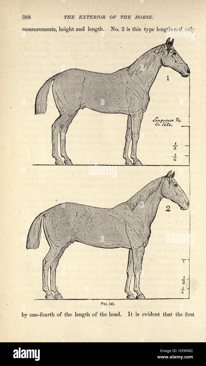 This work details the external anatomy of the horse, focusing on its ...