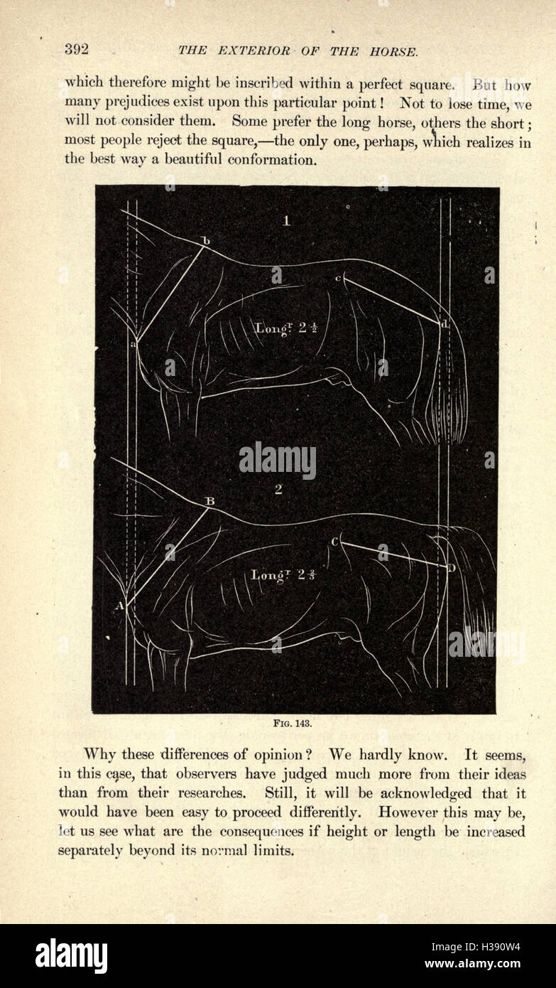 This page examines the external anatomy of the horse, focusing on its ...