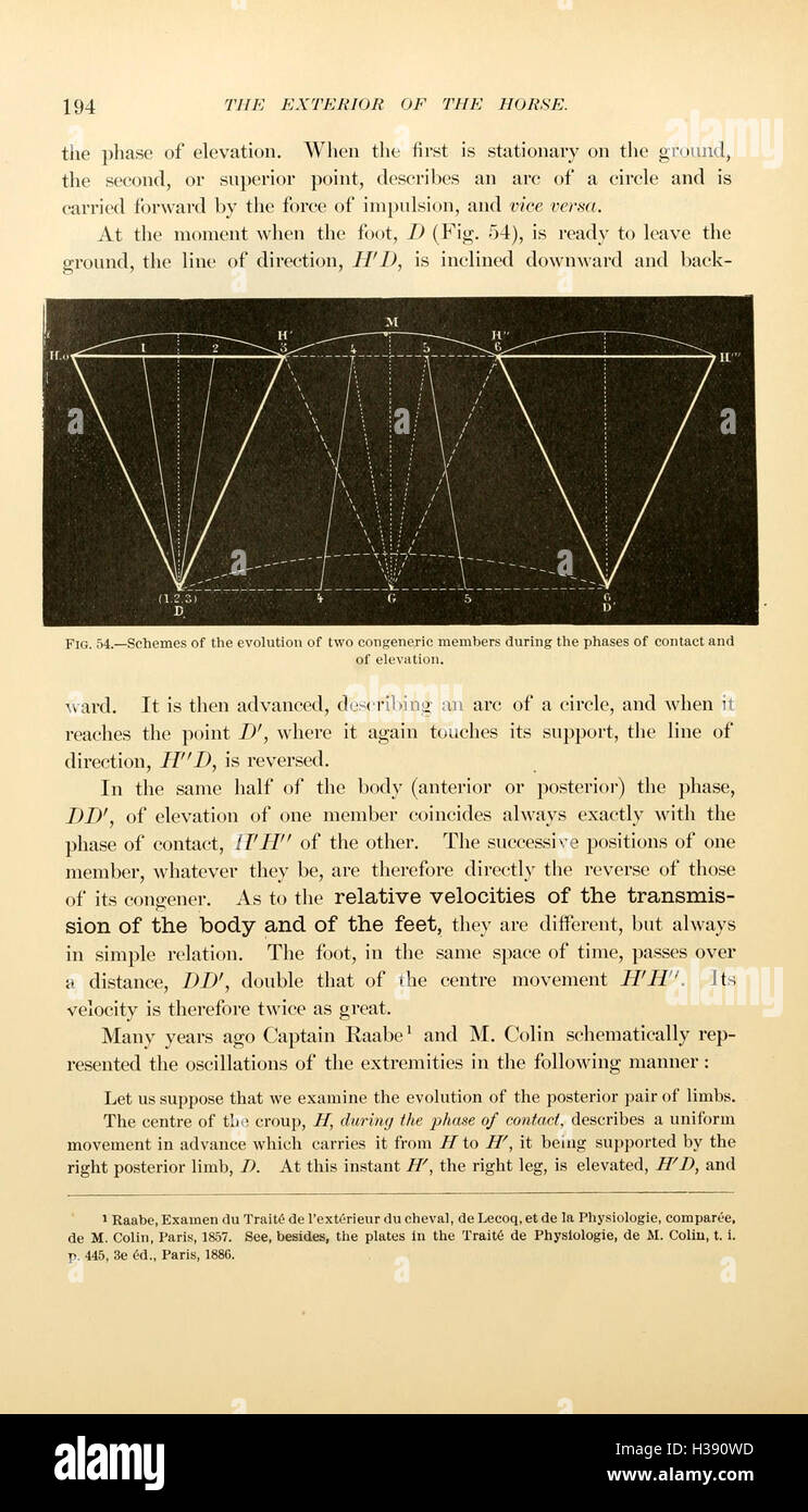 This text examines the external anatomy of horses, providing detailed ...