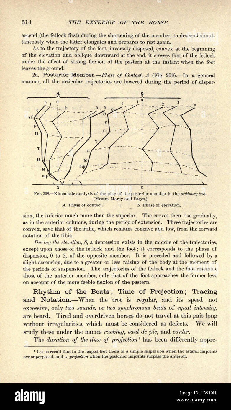 This work explores the external anatomy of the horse, focusing on its ...