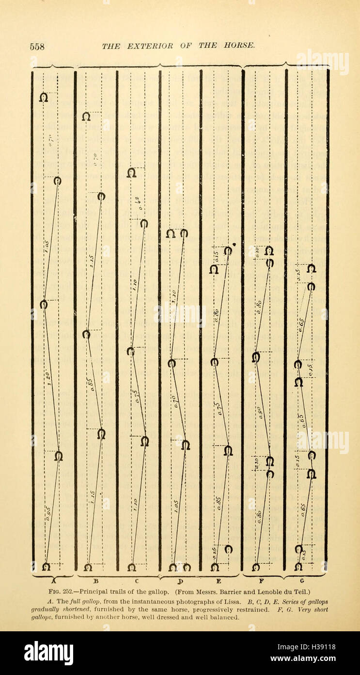 This work examines the external anatomy of the horse, detailing its ...