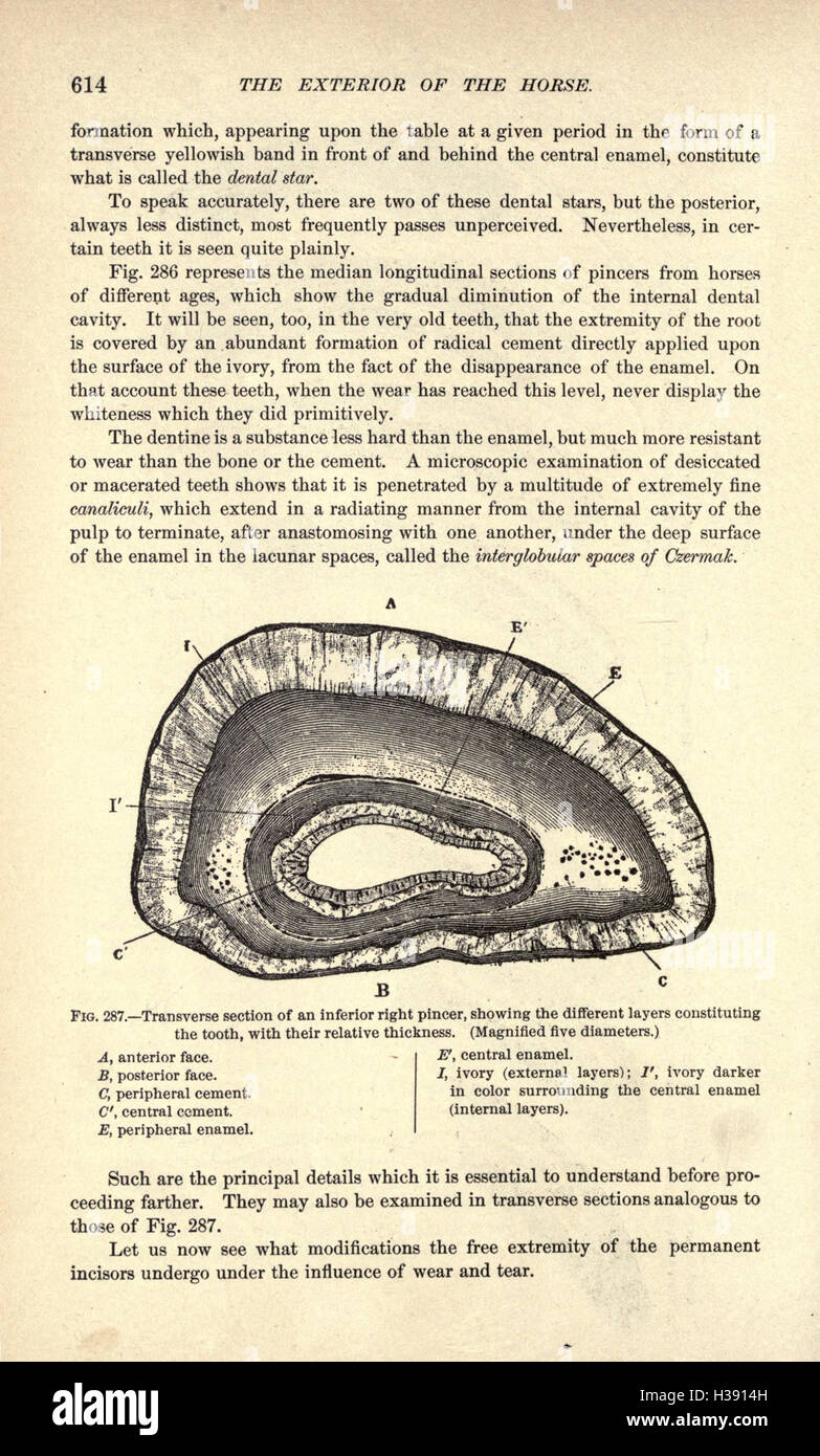 A detailed examination of the external anatomy of the horse, including ...