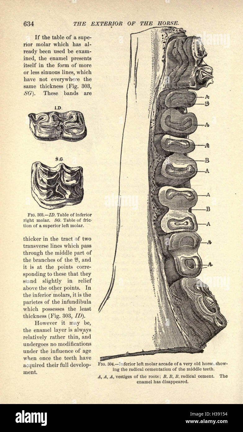 This work focuses on the external features of the horse, detailing the ...