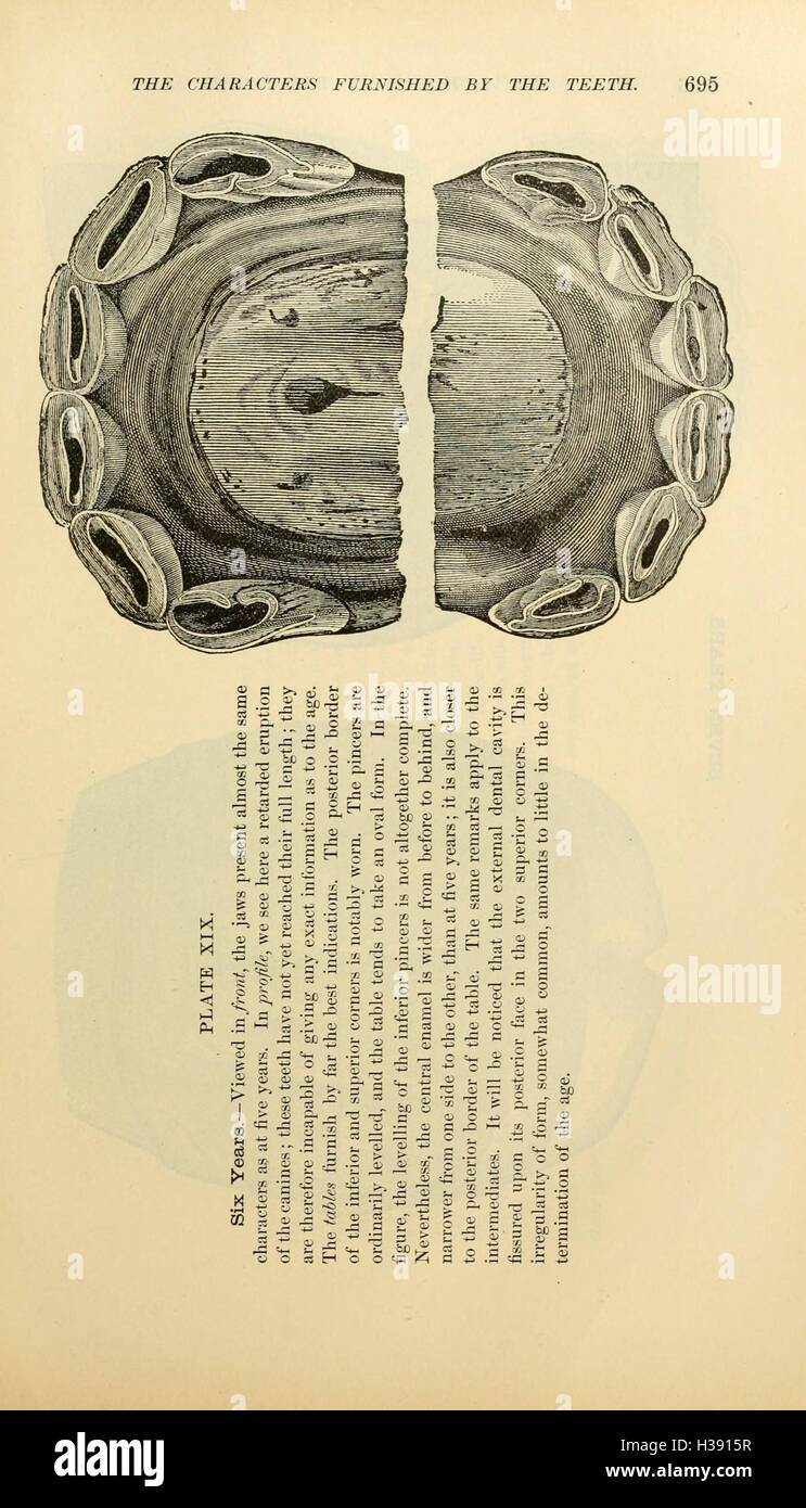 The exterior of the horse (Page 695) BHL216 Stock Photo