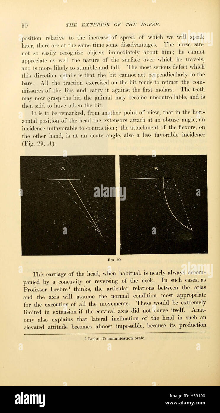 This work focuses on the external anatomy of the horse, examining its ...