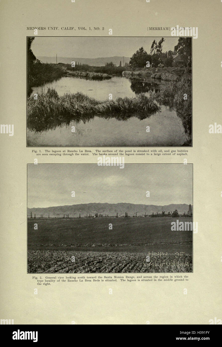 The fauna of Rancho La Brea BHL218 Stock Photo Alamy