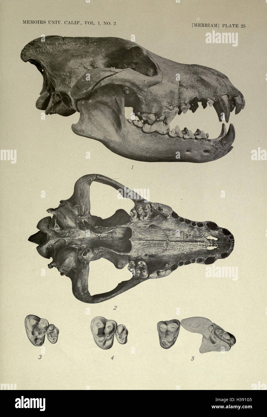 The fauna of Rancho La Brea BHL218 Stock Photo Alamy