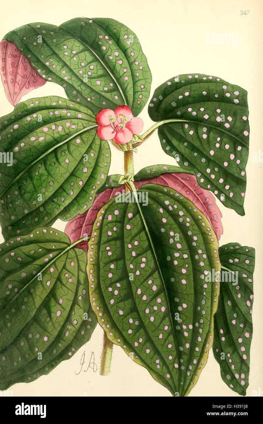Botanically A botanical publication featuring detailed illustrations of plants and ...