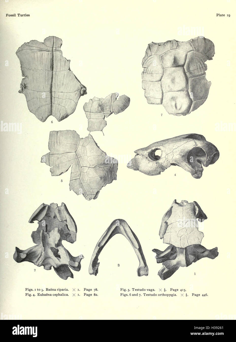 This work covers the fossil record of turtles in North America ...