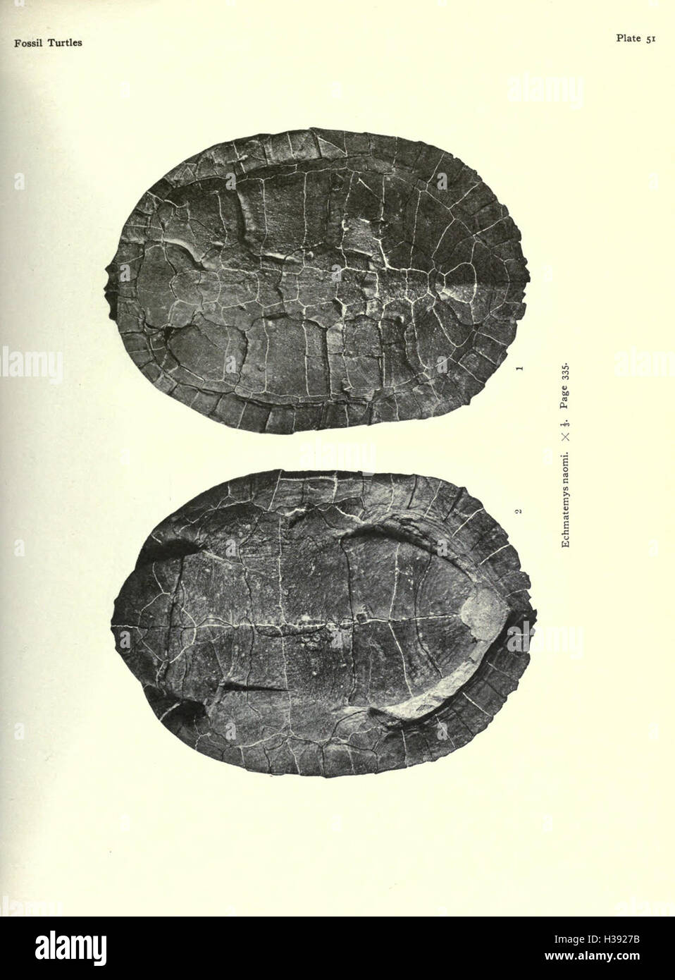 This work provides an in-depth examination of fossilized turtles found ...