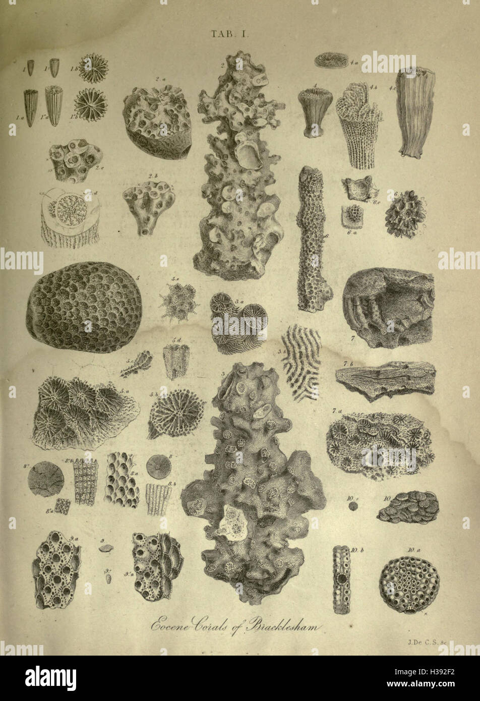 Fossil Depth 'The Geology and Fossils of the Tertiary and Cretaceous Formations of ...