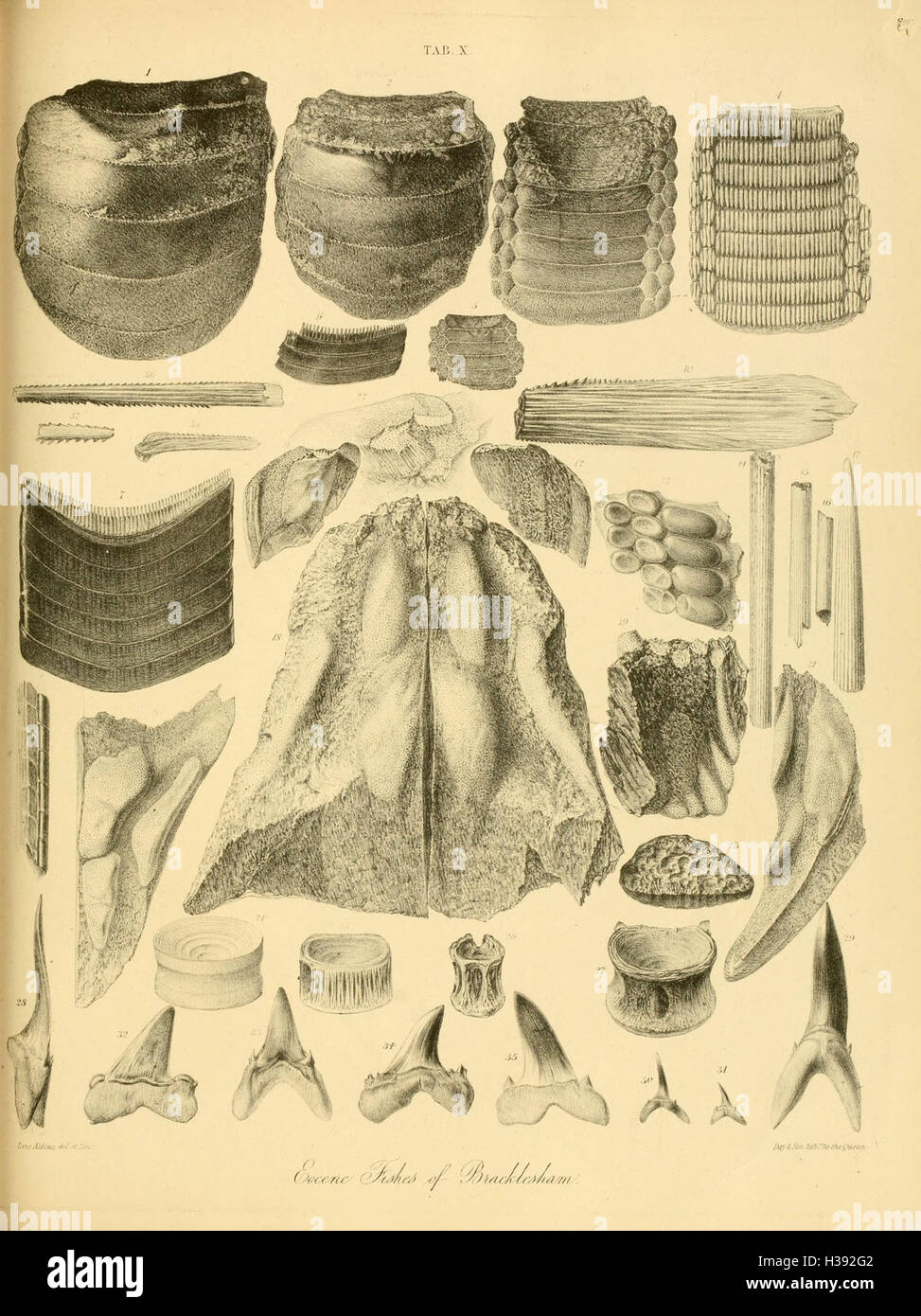 The geology and fossils of the Tertiary and Cretaceous formations of