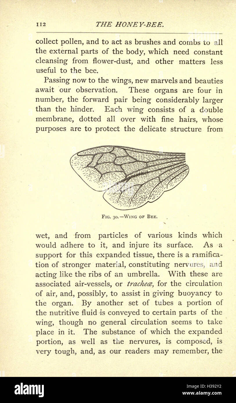 A detailed study on the honey bee, covering its biology, behavior, and ...
