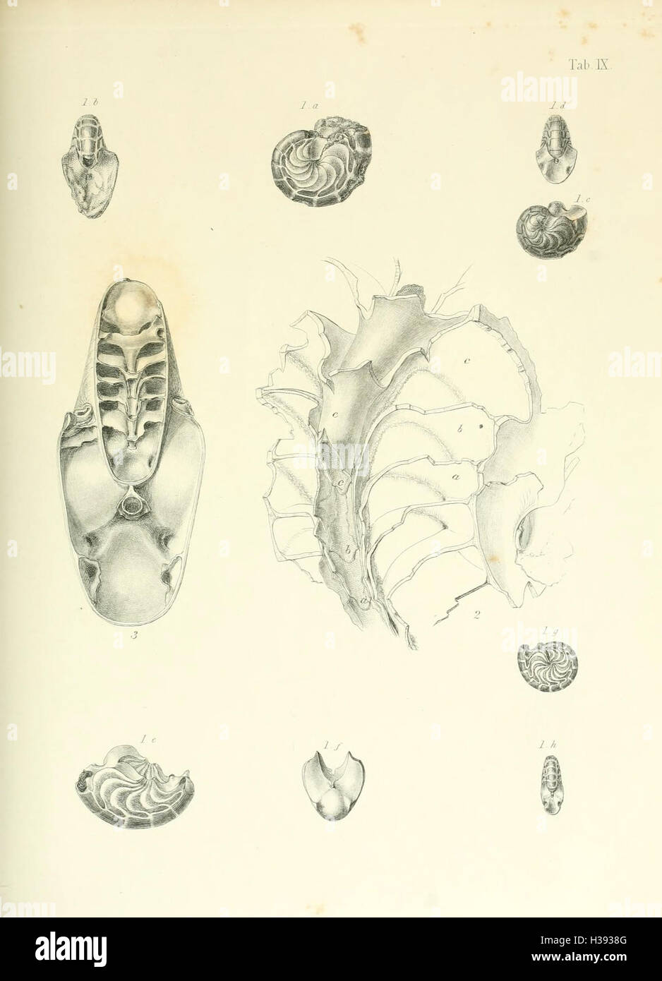 A Monograph Of The Eocene Mollusca BHL128 Stock Photo - Alamy