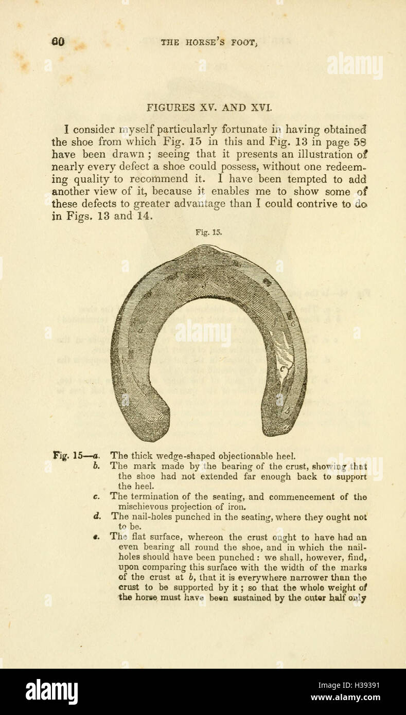 The horse's foot and how to keep it sound (Page 60) BHL224 Stock Photo