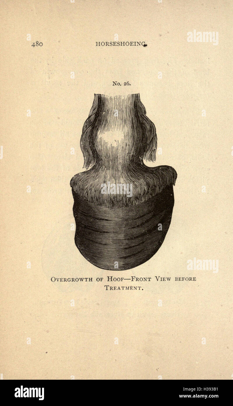 This book explores the relationship between humans and horses, offering ...