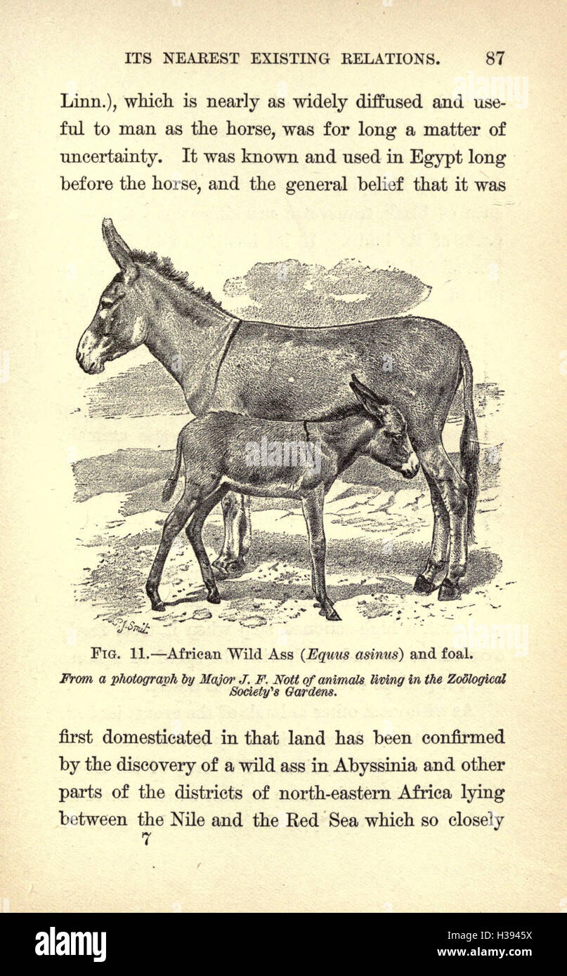 This work provides a thorough overview of the horse, including its ...