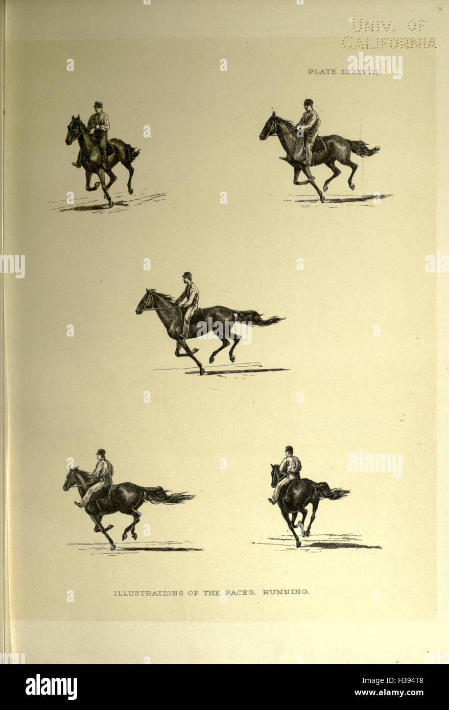 The horse in motion as shown by instantaneous photography BHL195 Stock Photo Alamy
