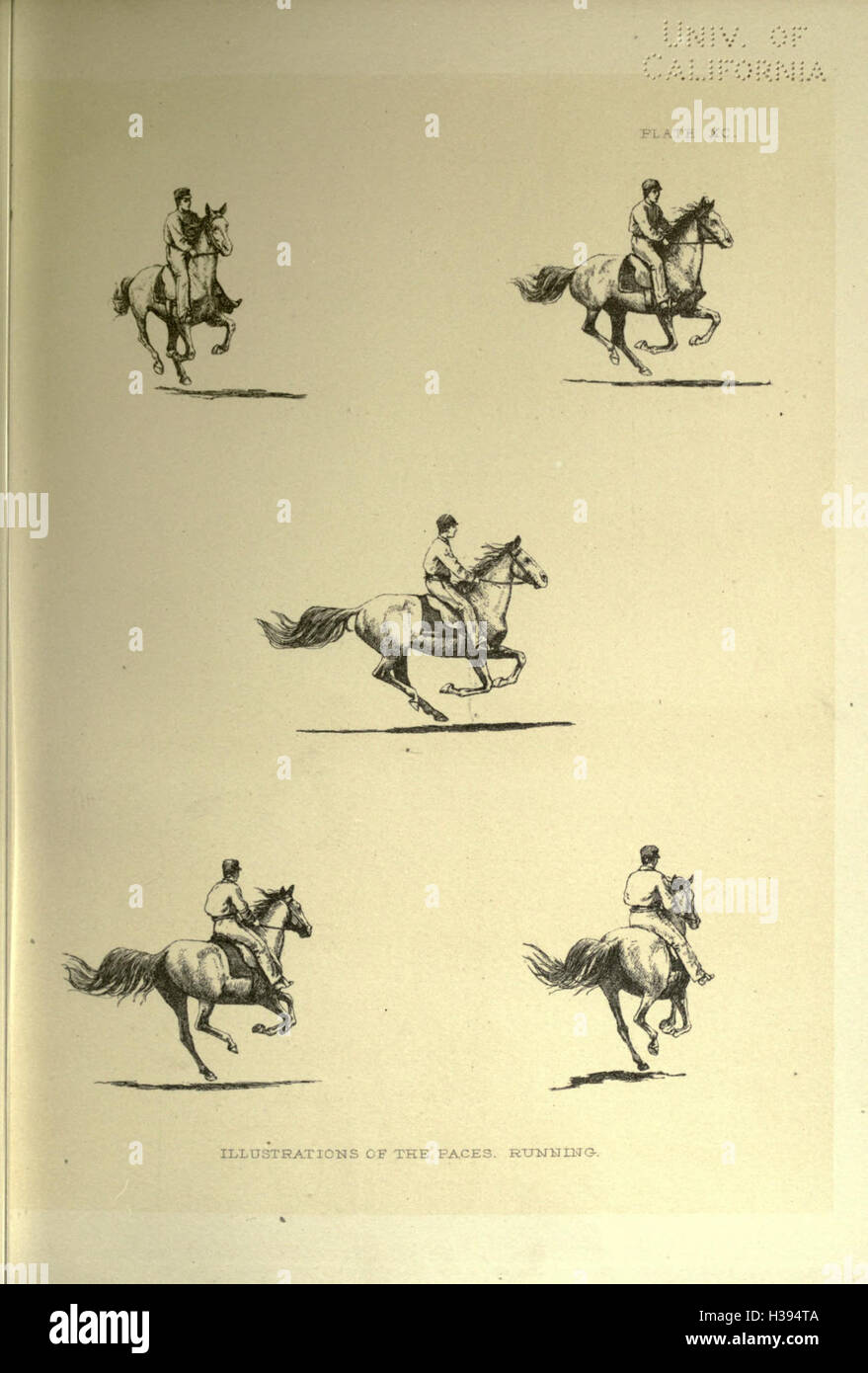 The horse in motion as shown by instantaneous photography BHL195 Stock Photo Alamy