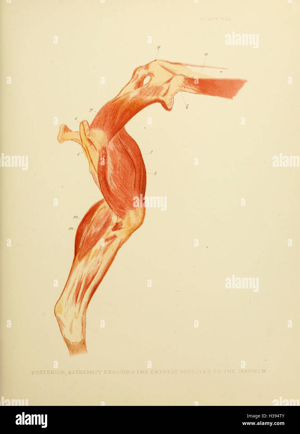 The horse in motion BHL182 Stock Photo Alamy