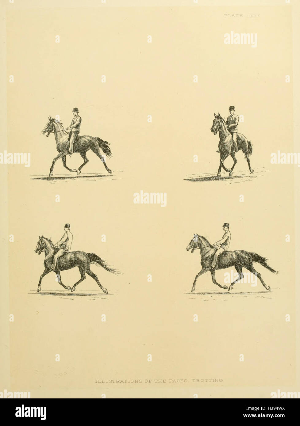 The horse in motion BHL182 Stock Photo Alamy