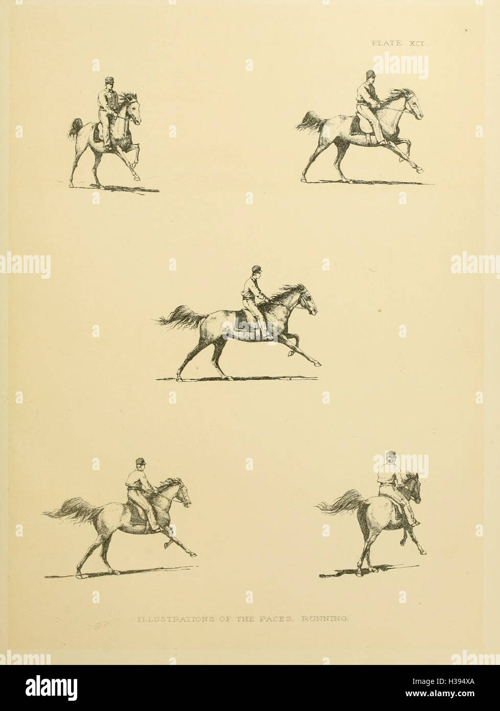 The horse in motion BHL182 Stock Photo Alamy