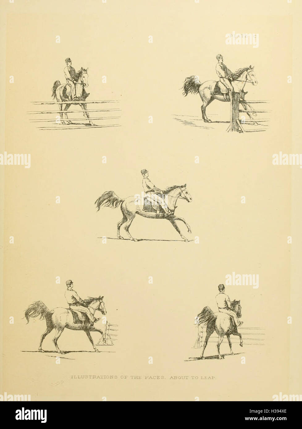 The horse in motion BHL182 Stock Photo Alamy