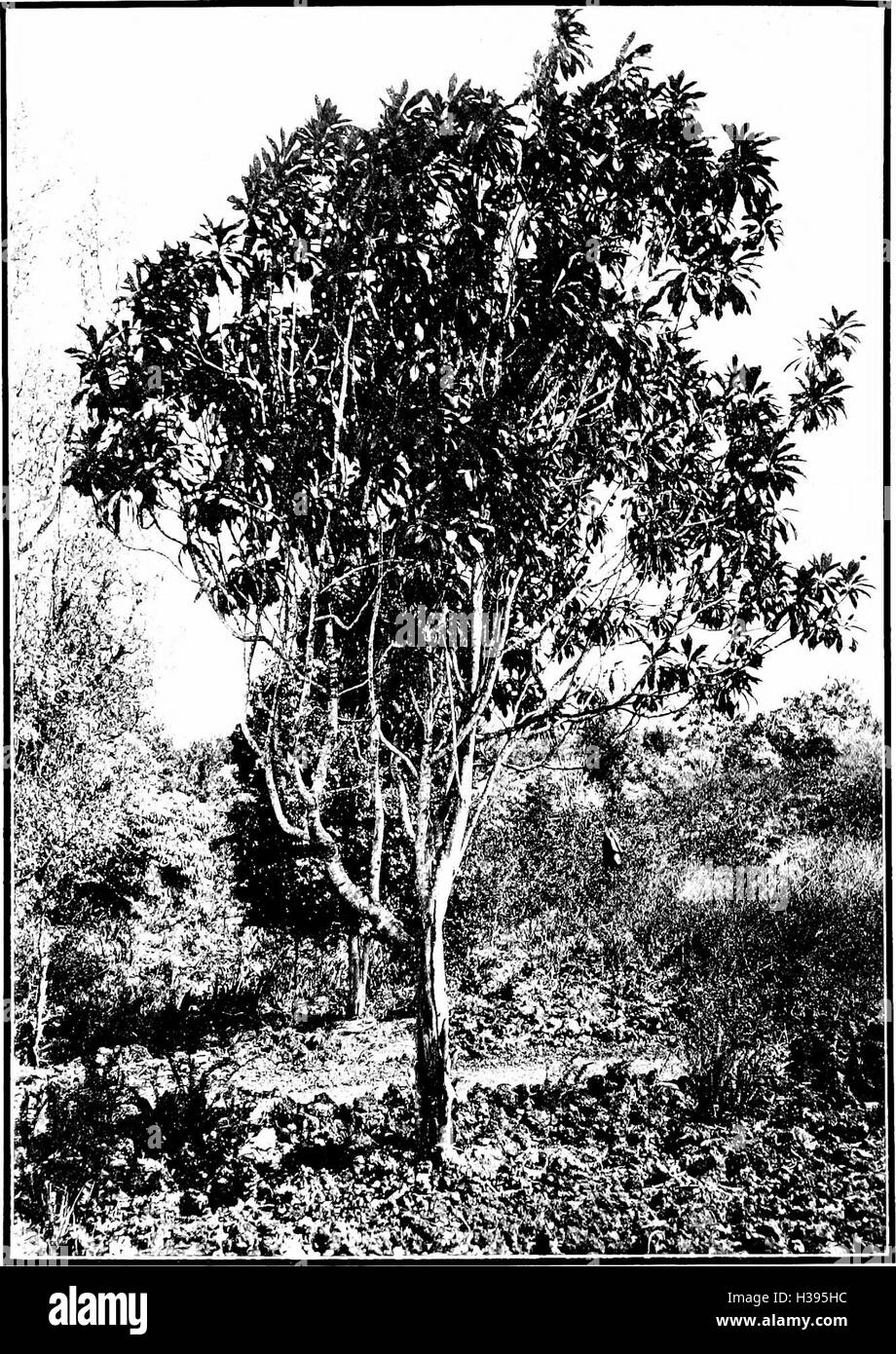 The indigenous trees of the Hawaiian Islands (1913) (2010334 Stock