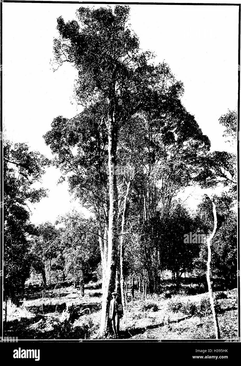 The indigenous trees of the Hawaiian Islands (1913) (2010347 Stock