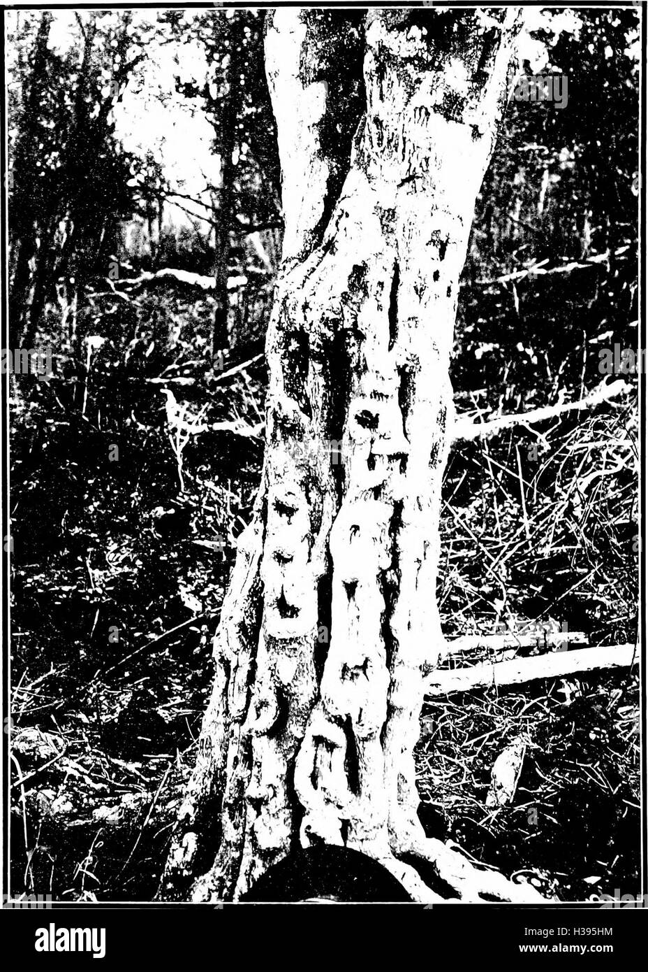The indigenous trees of the Hawaiian Islands (1913) (2010350 Stock