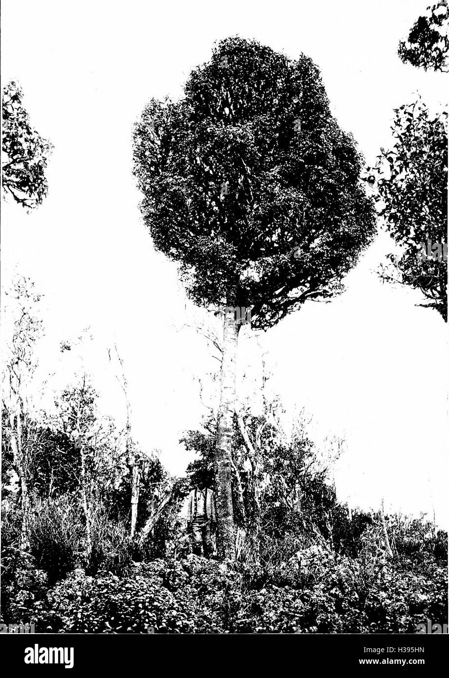 The indigenous trees of the Hawaiian Islands (1913) (2010498 Stock