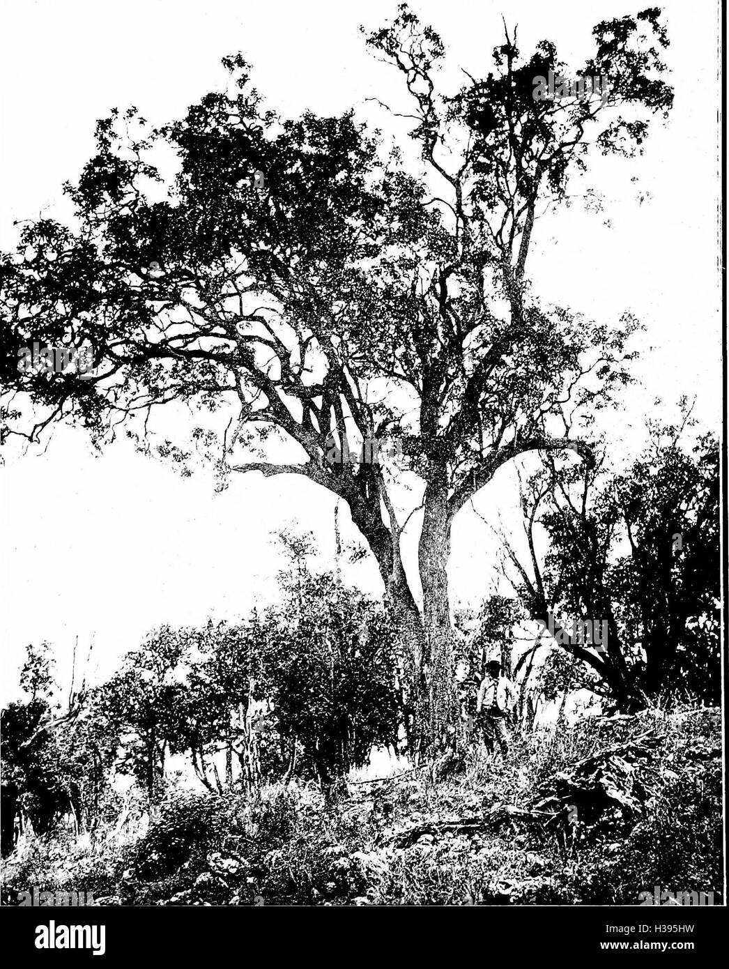 The indigenous trees of the Hawaiian Islands (1913) (2010512 Stock