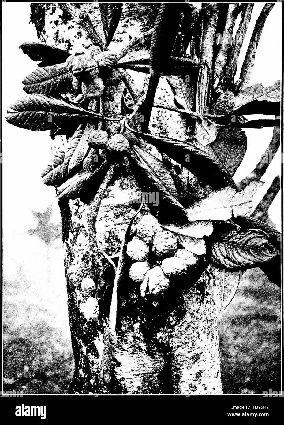 The indigenous trees of the Hawaiian Islands (1913) (2053795 Stock