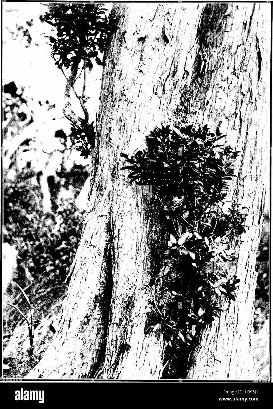 The indigenous trees of the Hawaiian Islands (1913) (2053801 Stock