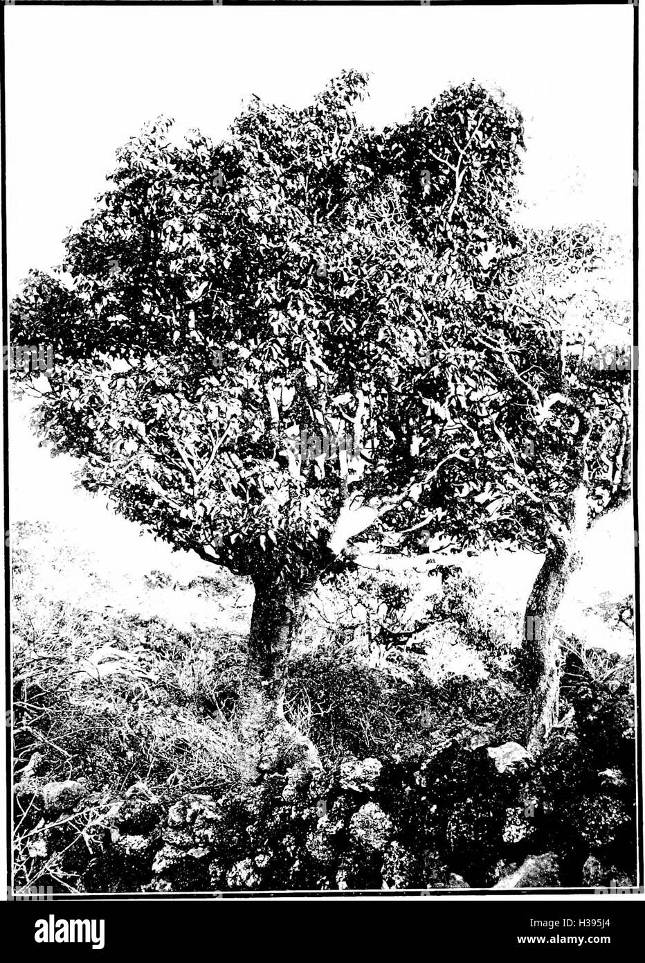 The indigenous trees of the Hawaiian Islands (1913) (2053803 Stock